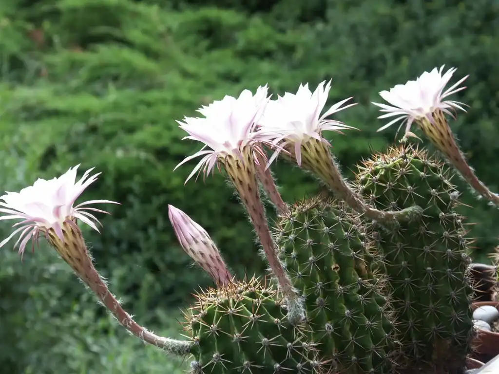 Photo of Echinopsis oxygona - Form:Moni Sertel