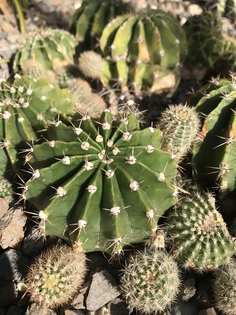 Photo of Echinopsis oxygona - Form:Mqmay3