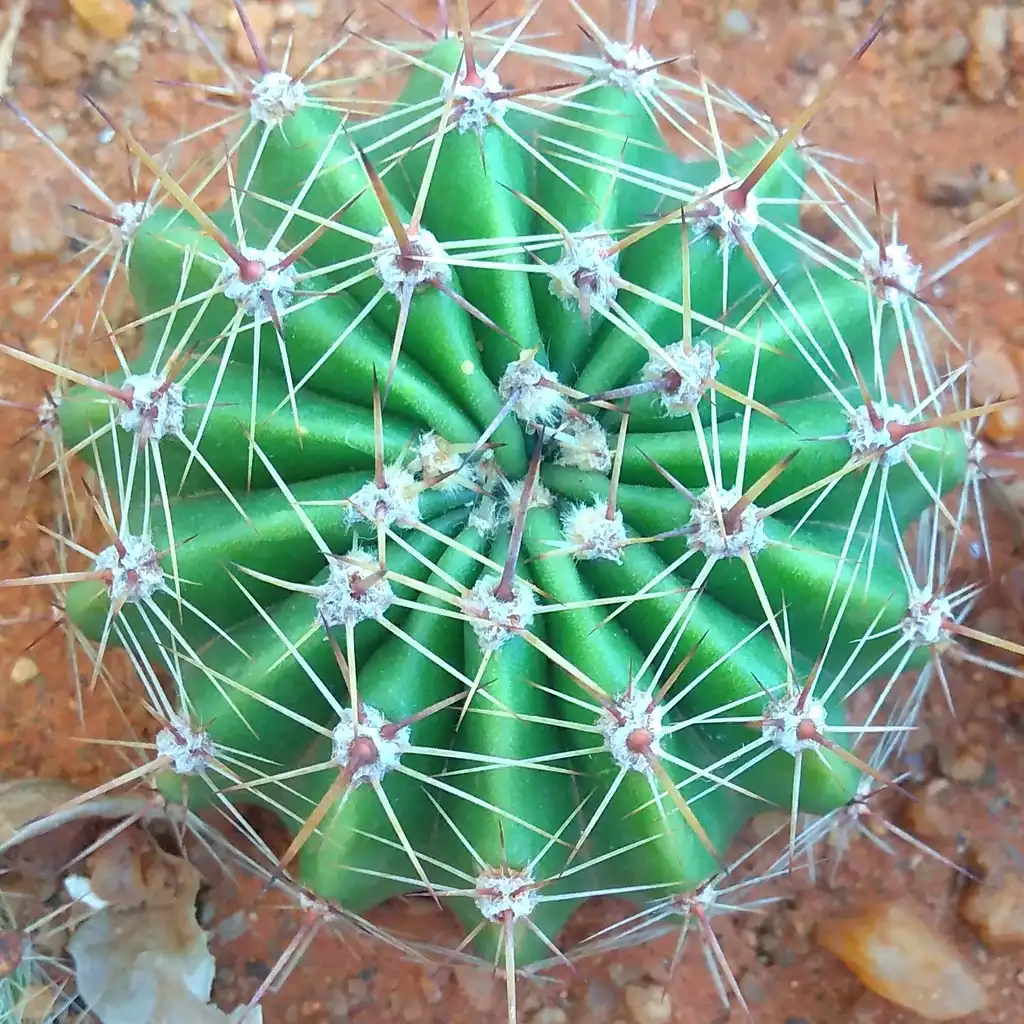 Photo of Echinopsis oxygona - Form:SKsiddharttan