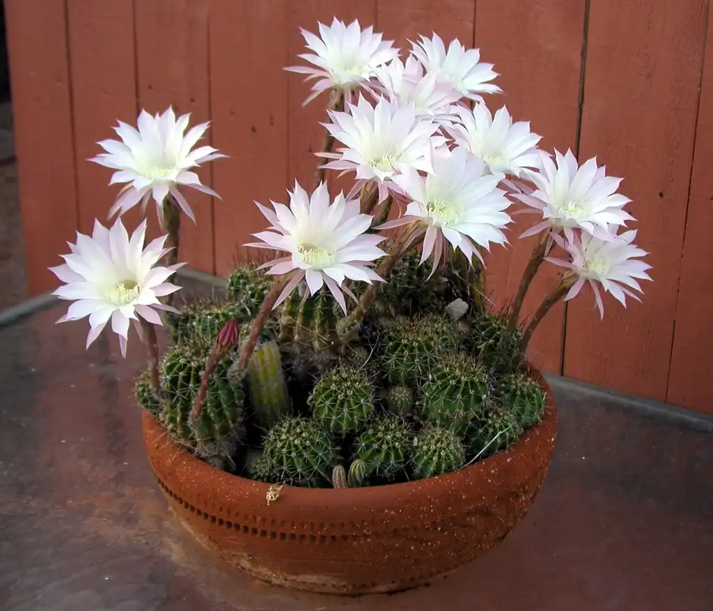 Photo of Echinopsis oxygona - Form:Alan Levine
