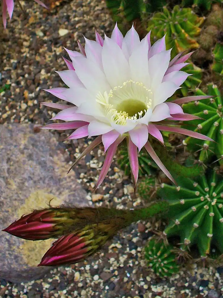 Photo of Echinopsis oxygona - Flower:H. Zell