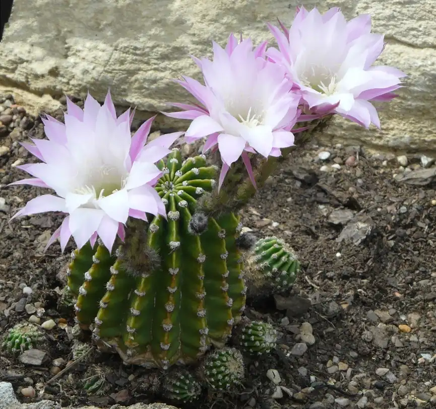 Photo of Echinopsis oxygona - Flower:Hazel