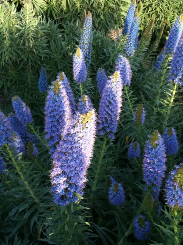 Фото Echium vulgare (Echium vulgares)