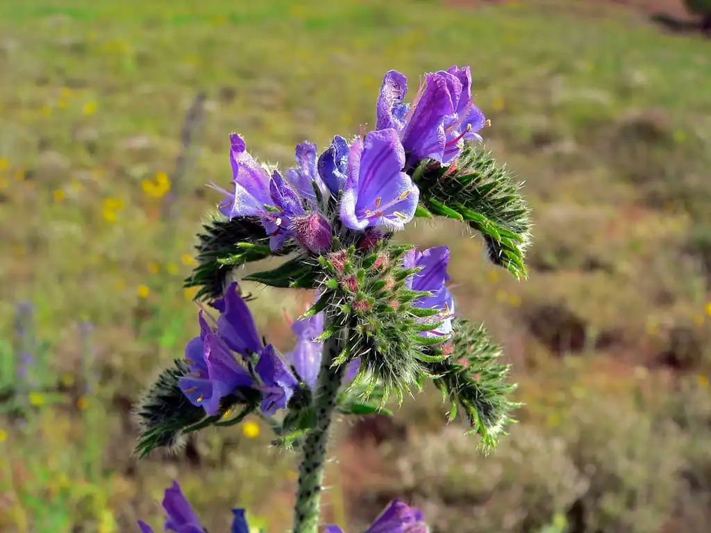 Фото Echium vulgare (Echium vulgares)
