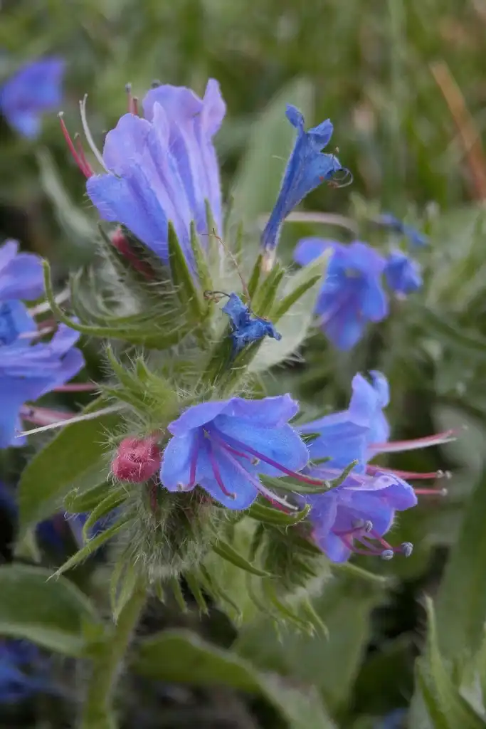 Фото Echium vulgare - leaves and flowers:Ryan Hodnett