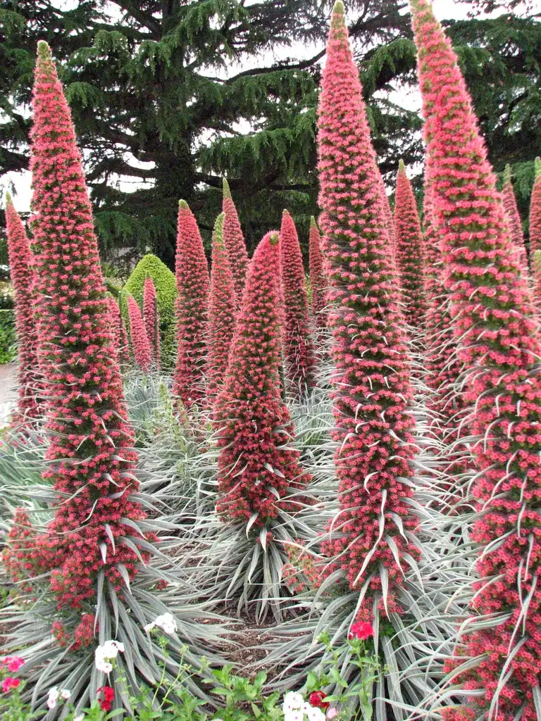 Photo of Echium wildpretii (Echium wildpretiis)