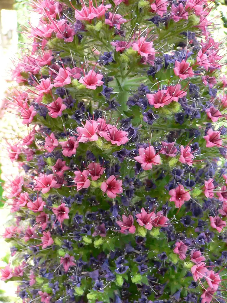 Photo of Echium wildpretii (Echium wildpretiis)
