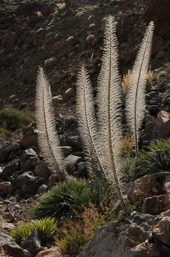 Photo of Echium wildpretii - After going to seed:Jukka Jantunen