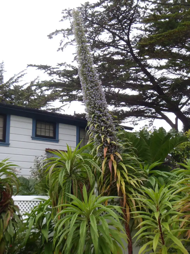 Photo of Echium wildpretii - Flower Form:Jim Robbins