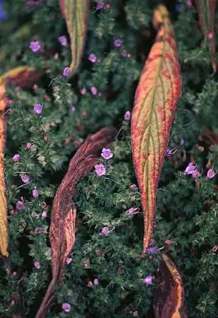 Photo of Echium (Echiums)