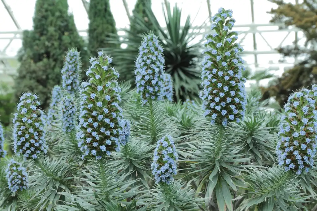 Photo of Echium (Echiums)