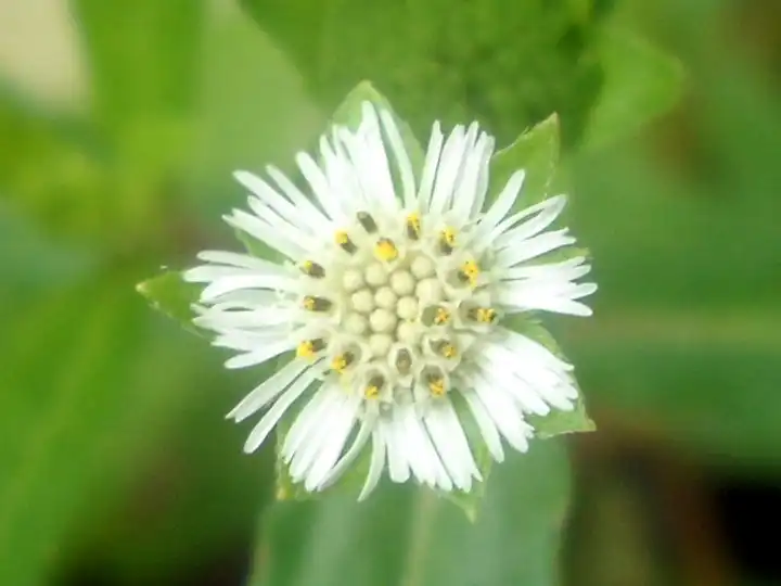 Фото Eclipta prostrata (Eclipta prostratas)