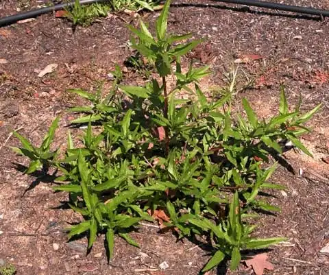 Фото Eclipta prostrata (Eclipta prostratas)