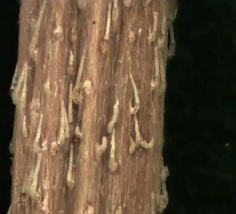 Фото Eclipta prostrata - Stem:Alexander Krings