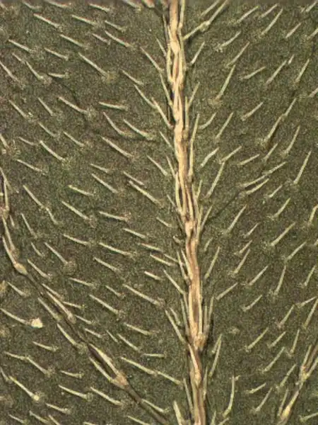 Фото Eclipta prostrata - Abaxial leaf surface:Alexander Krings
