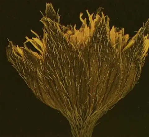 Фото Eclipta prostrata - Flower head:Alexander Krings