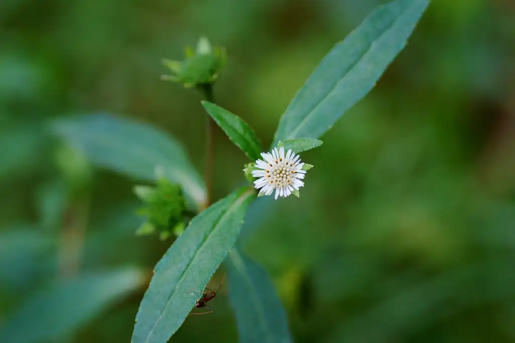 Фото Eclipta prostrata - leaves and flowers:Vengolis