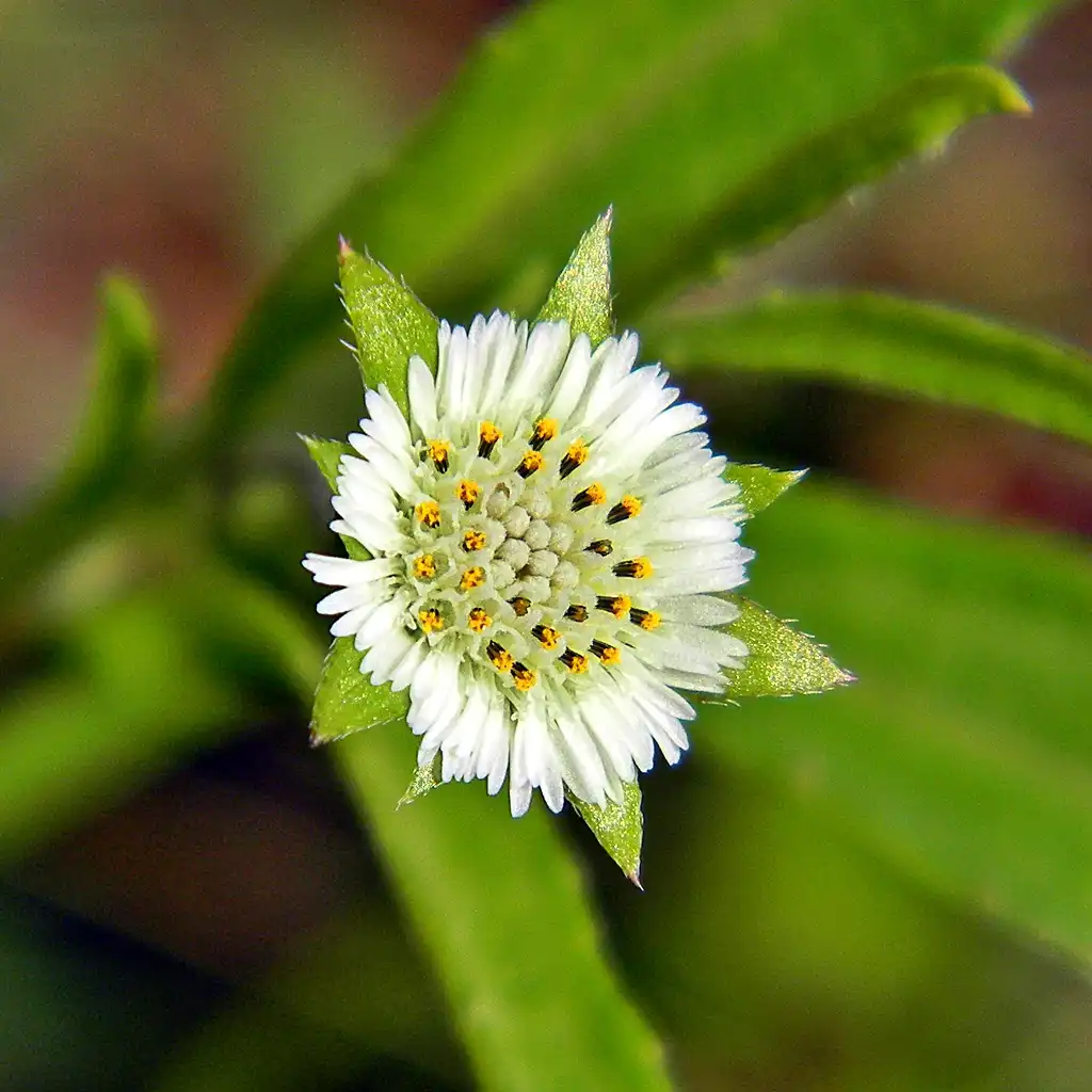 Фото Eclipta prostrata - leaves and flowers:Bob Peterson