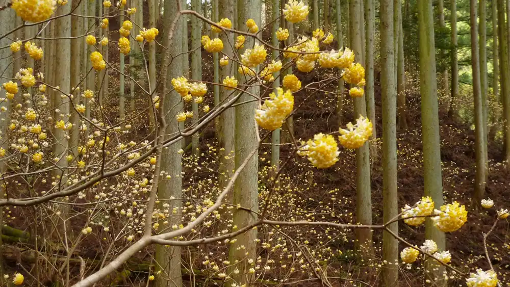 Photo of Edgeworthia chrysantha (Edgeworthia chrysanthas)