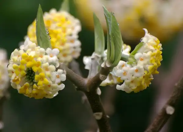 Photo of Edgeworthia chrysantha (Edgeworthia chrysanthas)