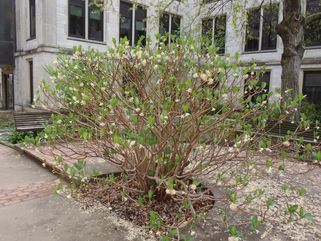 Photo of Edgeworthia chrysantha - Past Fall Form:Jim Robbins