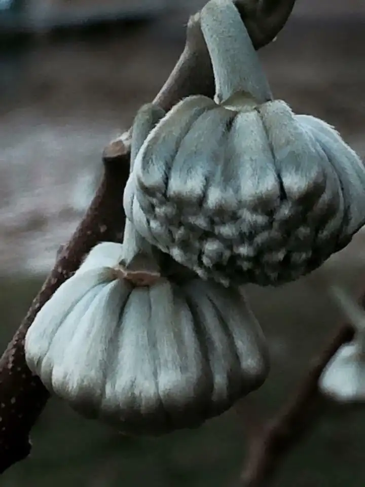 Photo of Edgeworthia chrysantha - flower bud:Cathy Dewitt