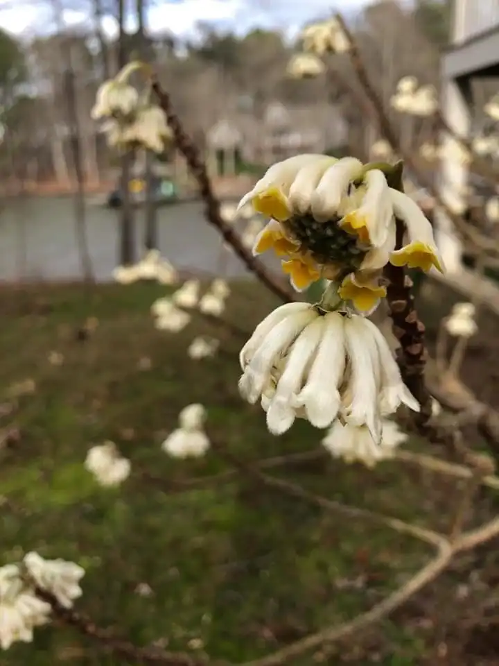 Photo of Edgeworthia chrysantha - flower:Cathy Dewitt