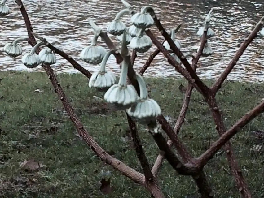 Photo of Edgeworthia chrysantha - spent flower, winter:Cathy Dewitt