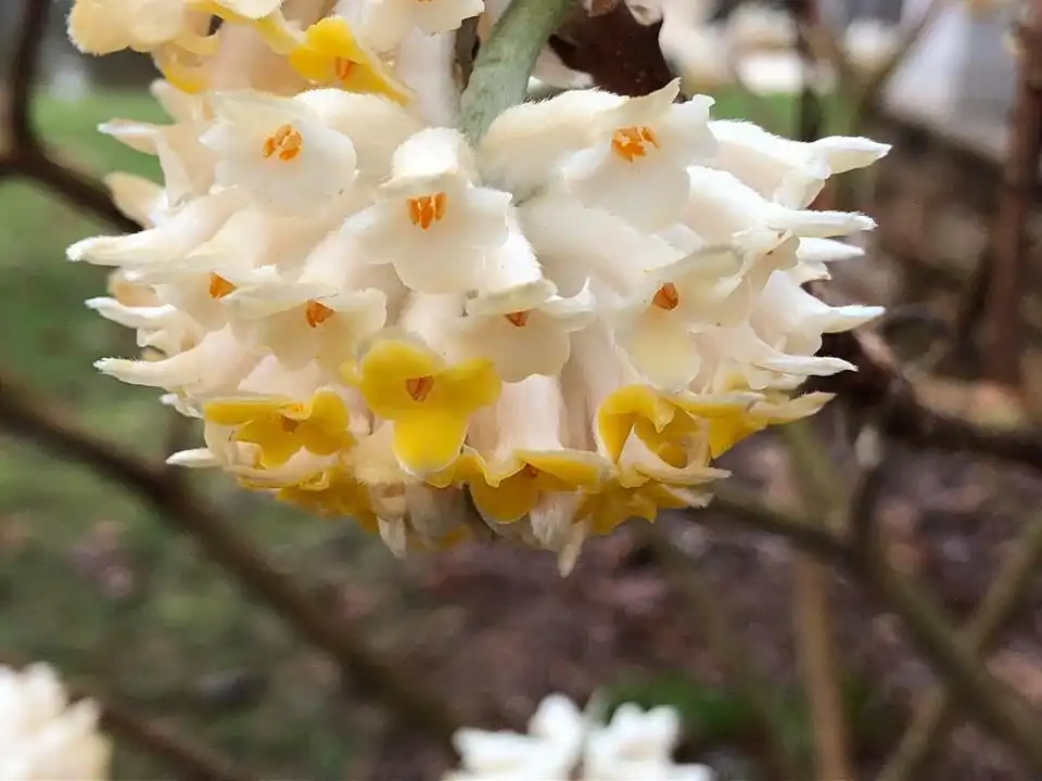 Photo of Edgeworthia chrysantha - fragrant flowers:Cathy Dewitt