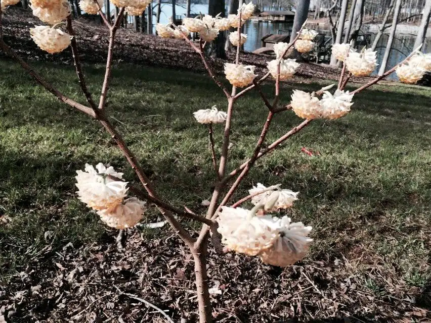 Photo of Edgeworthia chrysantha - Edgeworthia chrysantha 'Snow Cream', winter:Cathy Dewitt