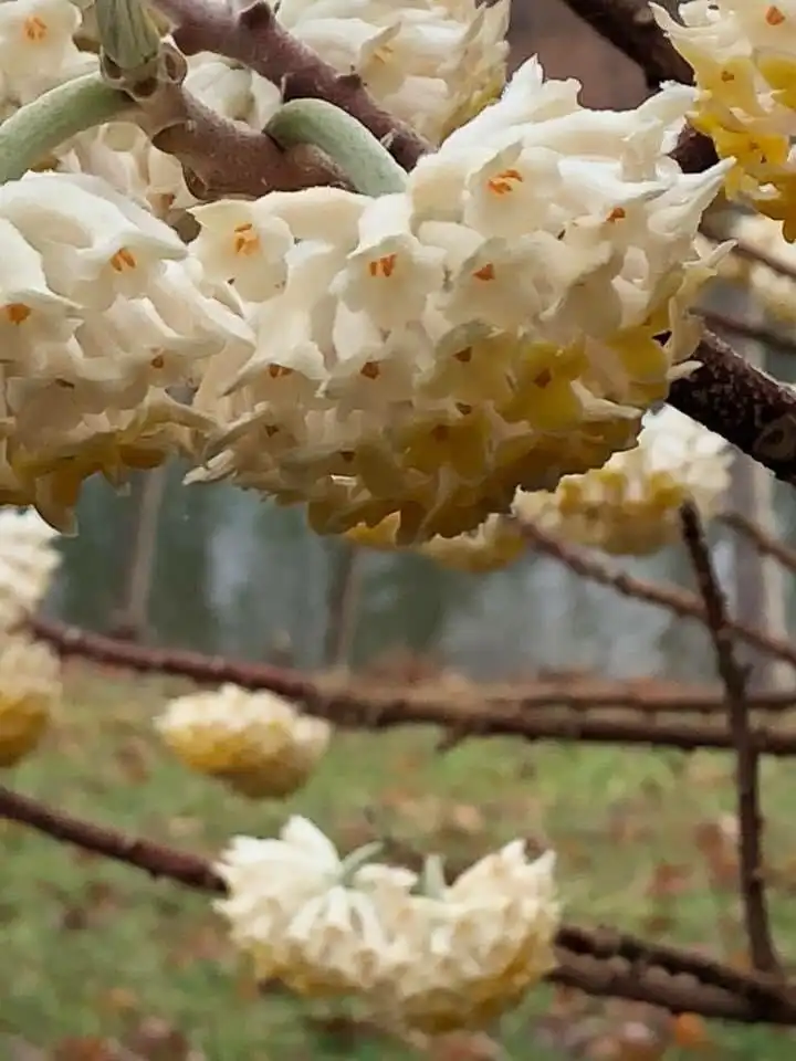 Photo of Edgeworthia chrysantha - fragrant flowers, Warren County, NC:Cathy Dewitt