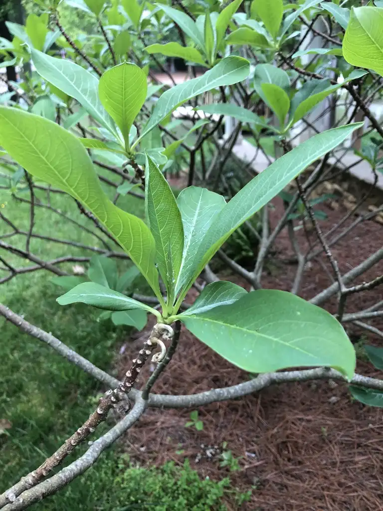 Photo of Edgeworthia chrysantha - Branch (Warren County, NC):Cathy Dewitt
