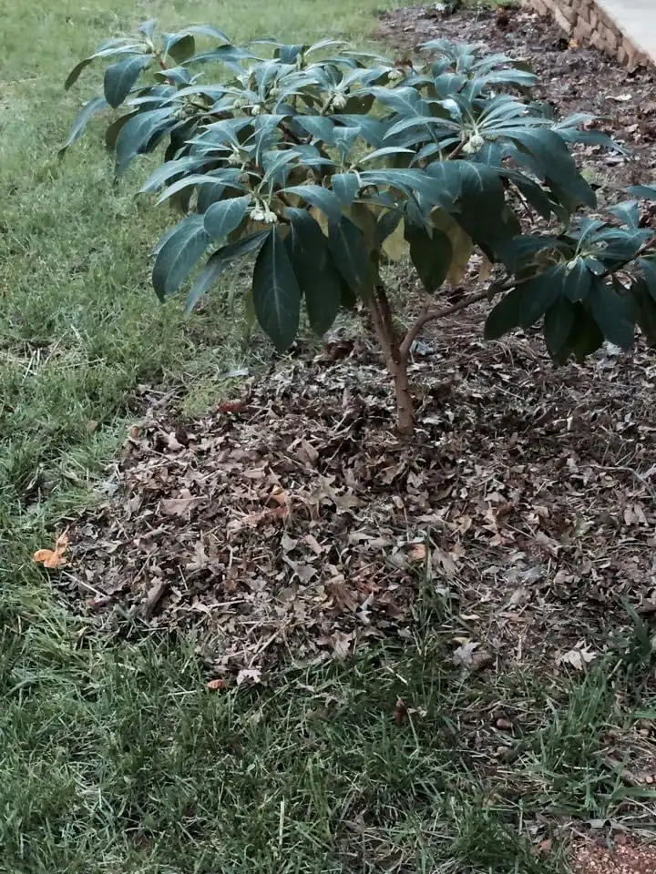 Photo of Edgeworthia chrysantha - Young Form (Warren County, NC):Cathy Dewitt