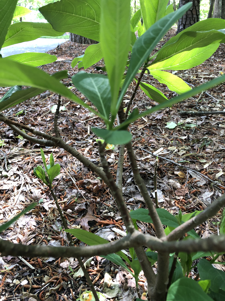 Photo of Edgeworthia chrysantha - Stems (Durham County,NC)-Spring:Andrea Laine
