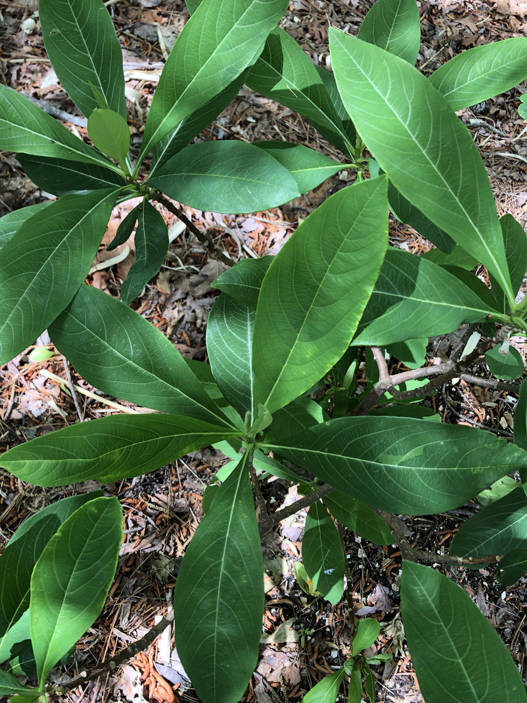 Photo of Edgeworthia chrysantha - Leaves Close-Up (Durham County,NC)-Spring:Andrea Laine
