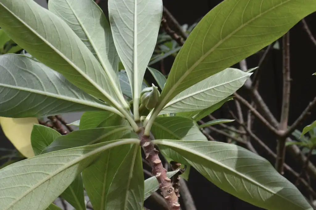 Photo of Edgeworthia chrysantha - Stem and Leaf Underside (Warren County,NC)-Early Fall:Cathy Dewitt