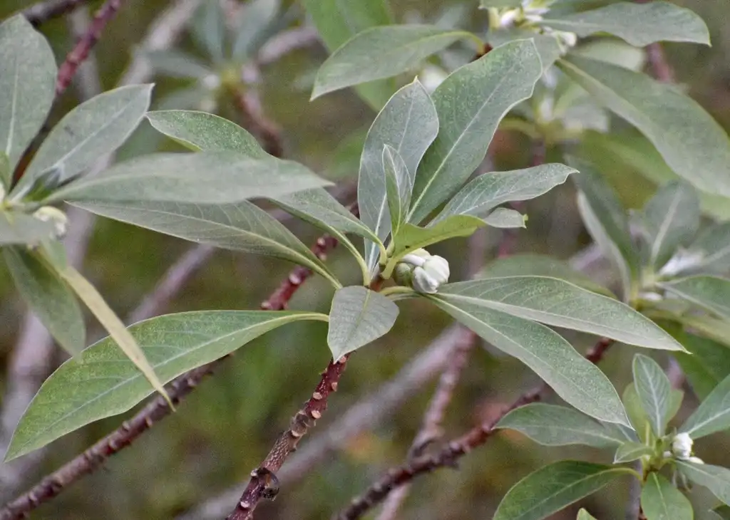 Photo of Edgeworthia chrysantha - Stem and branch (Warren County ,NC)-Mid Fall`:Cathy Dewitt