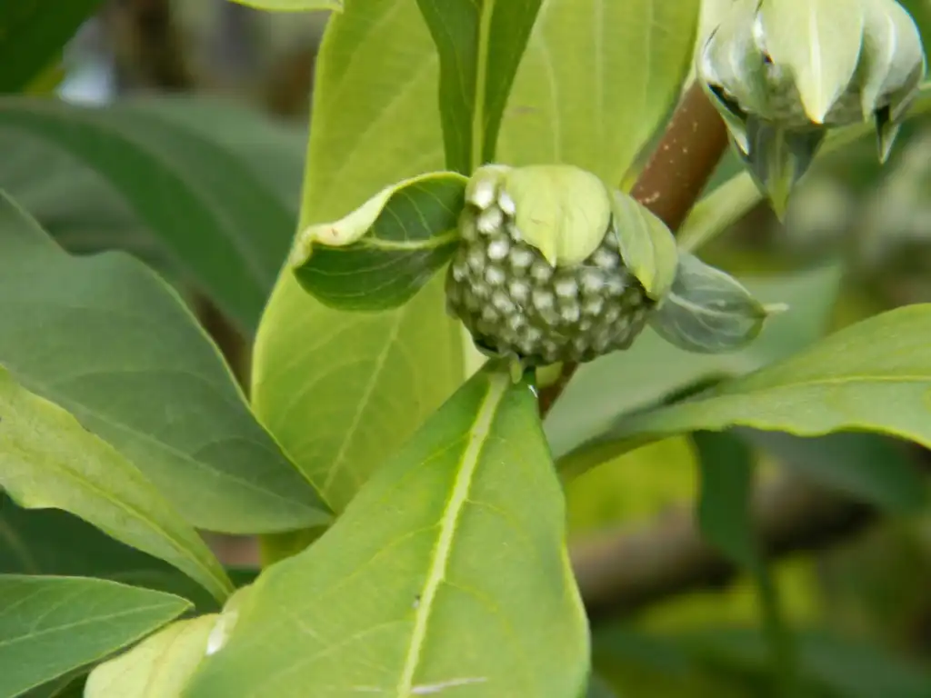 Photo of Edgeworthia chrysantha - Flower bud (Buncombe County, NC):Randy Harter