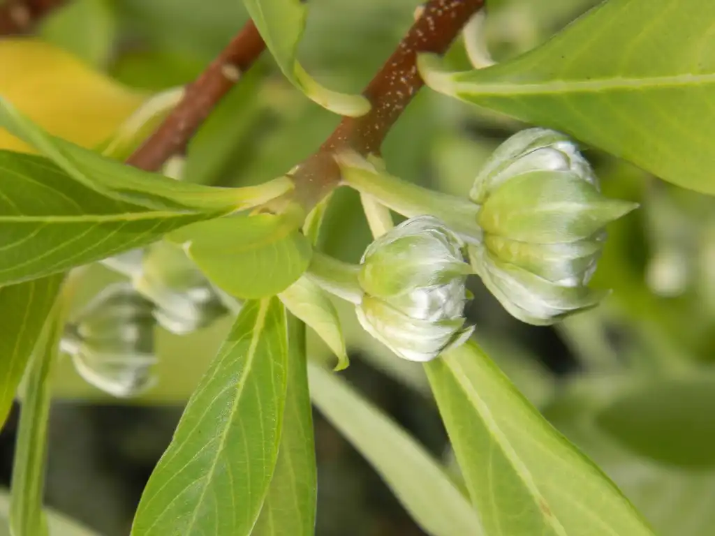 Photo of Edgeworthia chrysantha - Branch (Buncombe County, NC):Randy Harter