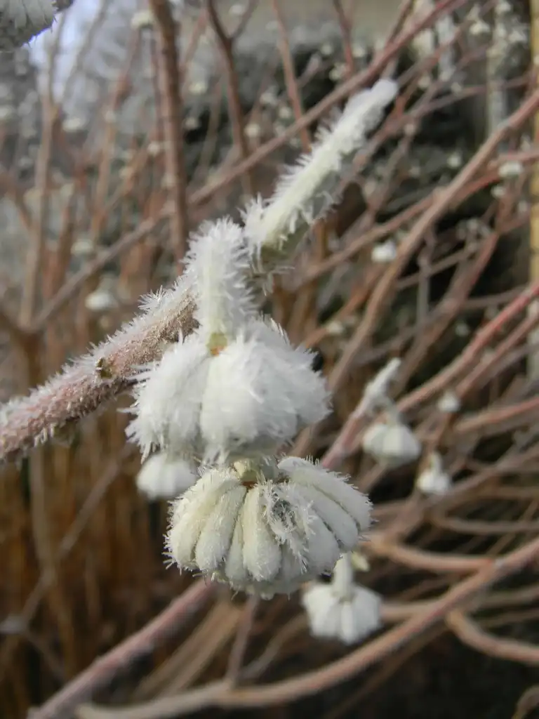 Photo of Edgeworthia chrysantha - Flower buds and ice (Buncombe County, NC):Randy Harter