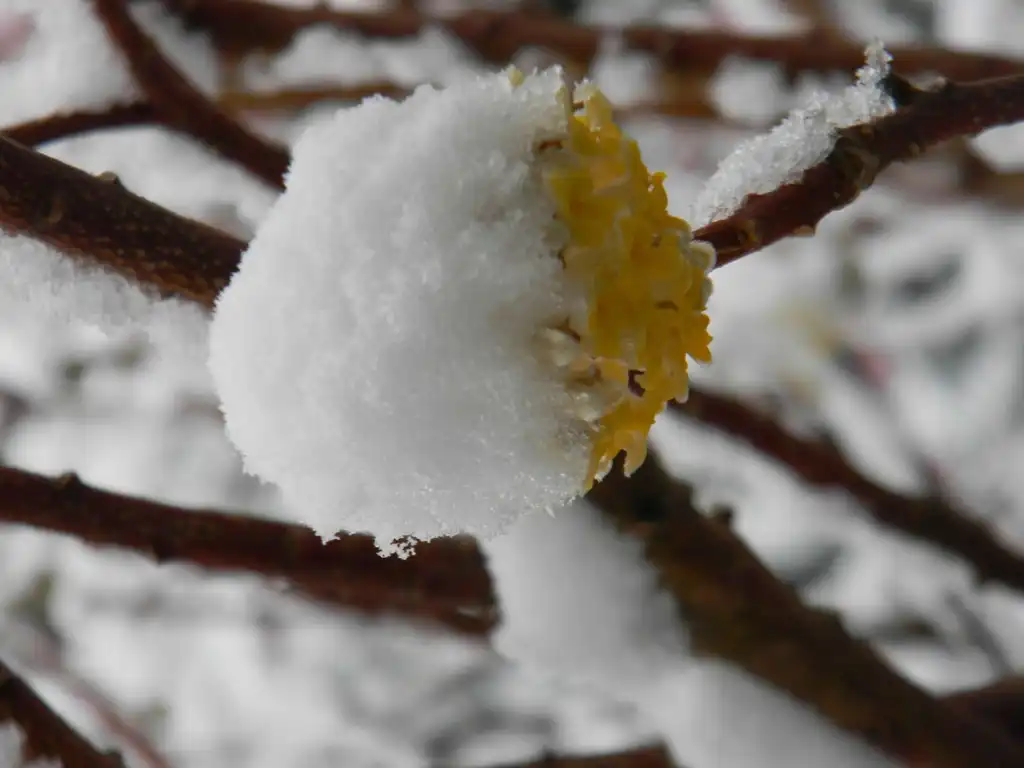 Photo of Edgeworthia chrysantha - Flowers covered in ice (Buncombe County, NC):Randy Harter