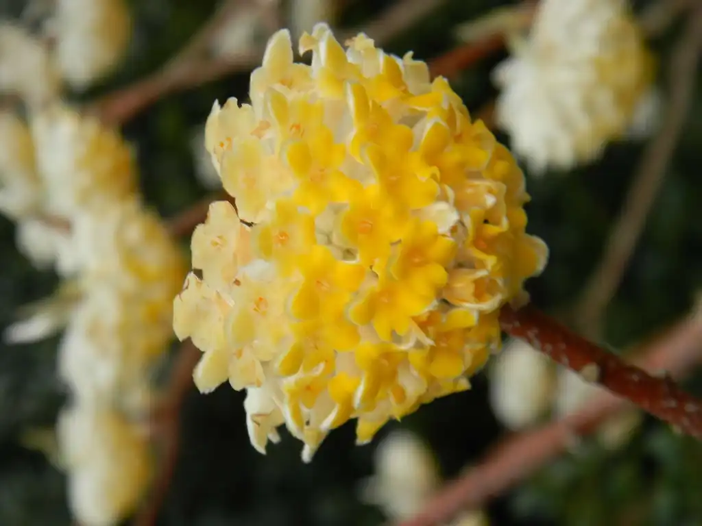 Photo of Edgeworthia chrysantha - Flowers (Buncombe County, NC):Randy Harter