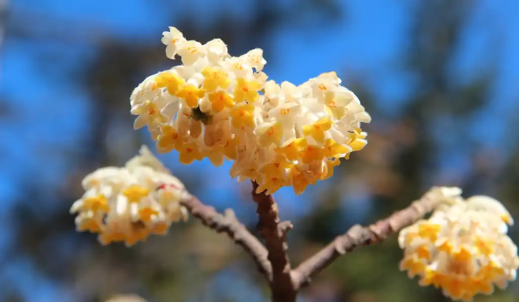 Photo of Edgeworthia chrysantha - flowers:Thomson200