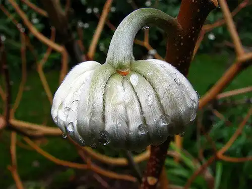 Photo of Edgeworthia chrysantha - Silvery flower bud.:Ben Amstutz