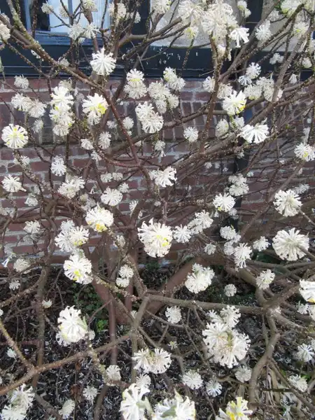 Photo of Edgeworthia chrysantha - :Lenora (Ellie) Enking