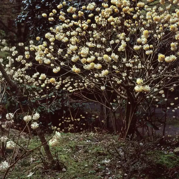 Photo of Edgeworthia chrysantha - :Hiroshi Nishimoto