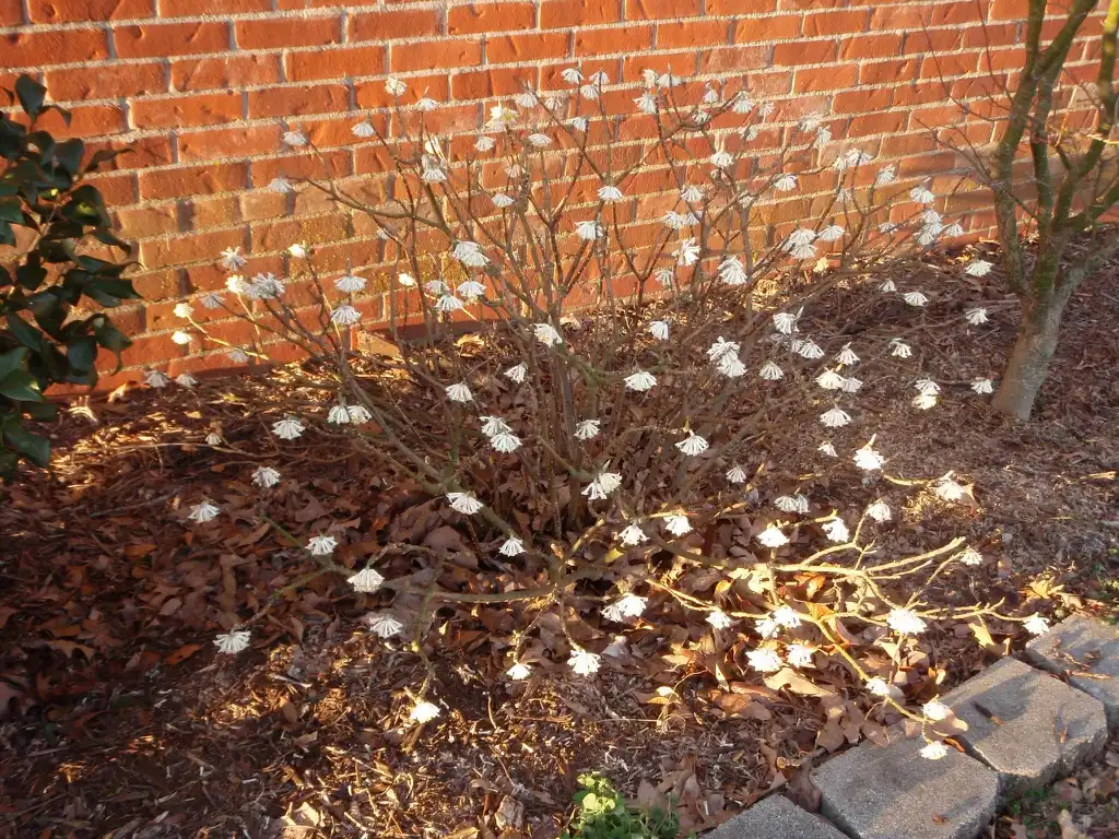 Photo of Edgeworthia chrysantha - Flower Form:Jim Robbins