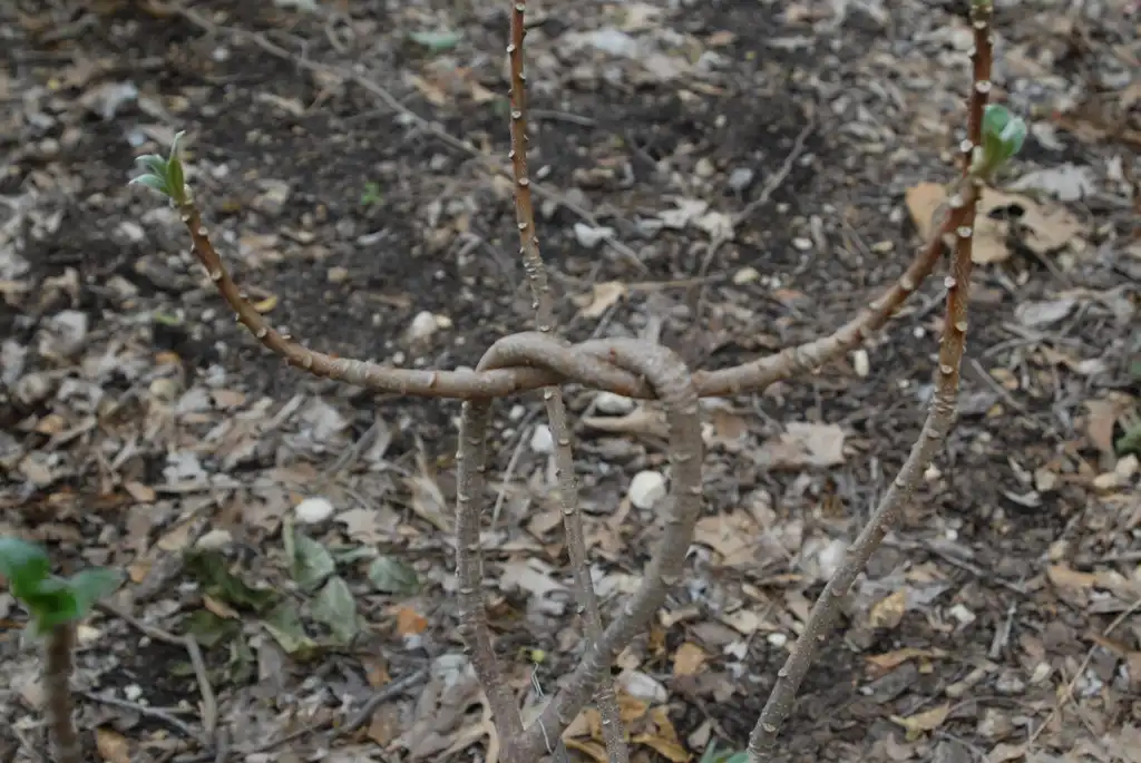 Photo of Edgeworthia chrysantha - Stems:Jim Robbins