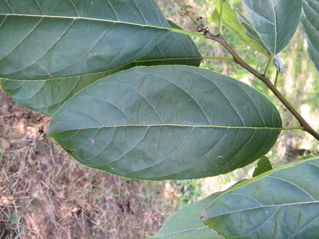 Фото Ehretia acuminata (Ehretia acuminatas)
