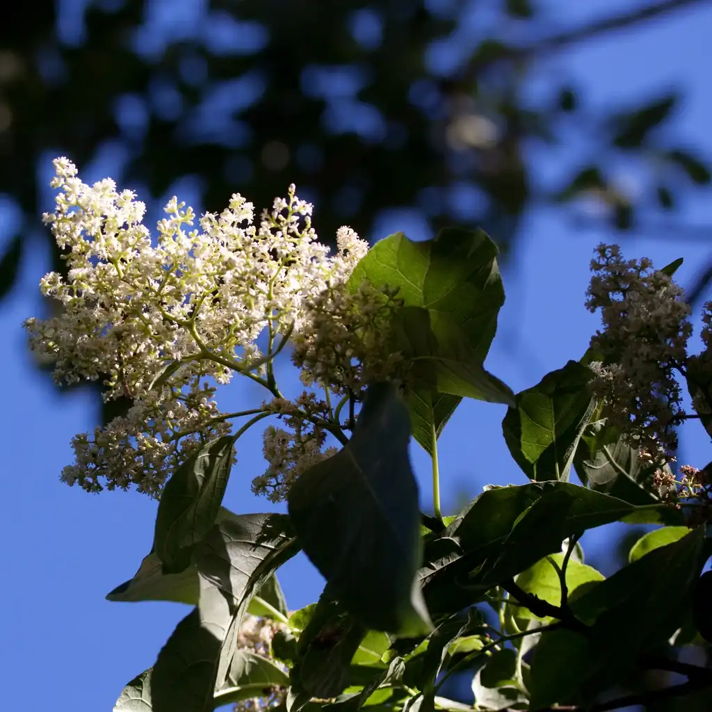 Фото Ehretia acuminata (Ehretia acuminatas)
